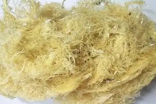 草燕